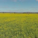 Canola Fields - VideoHive Item for Sale
