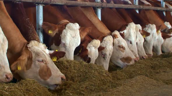 Dairy cows eating in the barn