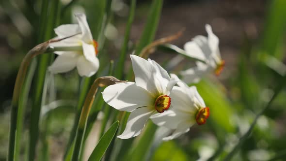 Daffodil white and yellow spring  plant shallow DOF 4K 2160p 30fps UltraHD footage - Beautiful garde