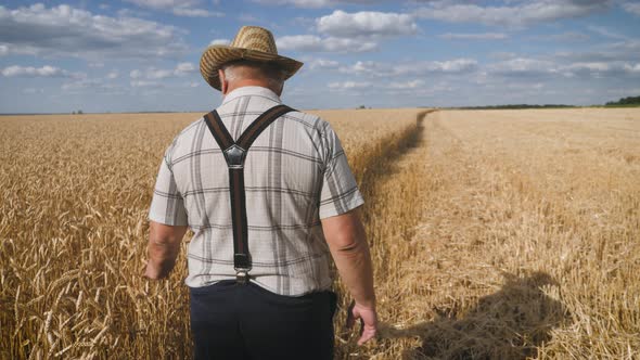 Senior Man Working in a Wheat Field. An Elderly Farmer in a Hat Walks Along the Ears of Wheat