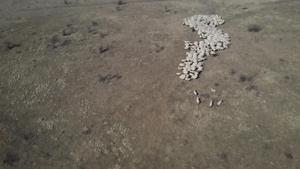 Flock of sheep drone view