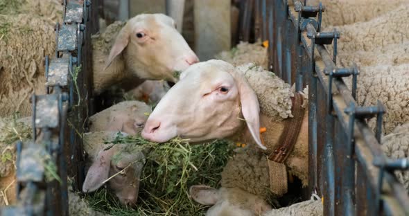 Sheeps on a Flock Farm