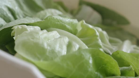 Lactuca sativa green salad slow pan 4K 2160p 30fps UltraHD footage -  Panning over lettuce leaves  c