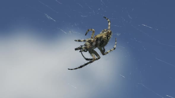 Closeup of Large Spider on Web on Background of Sky