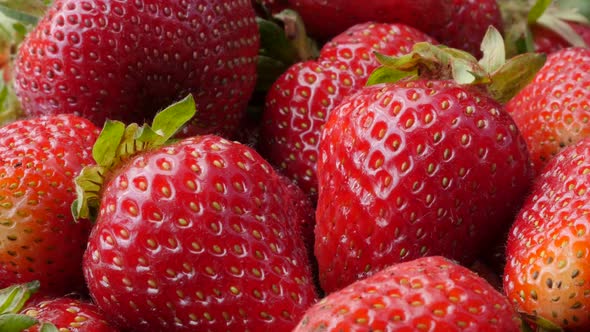 Tilting on Fragaria  ananassa  fresh and juicy pieces 4K 2160p 30fps UltraHD video - Sweet red organ