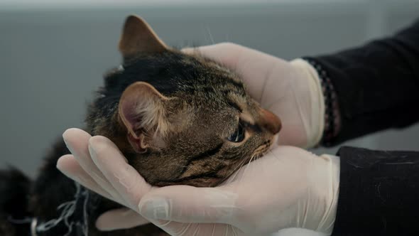 Domestic cat on a medical examination at a veterinarian. A vet clinic