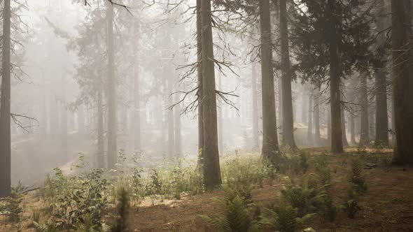 Sunbeams in Natural Spruce Forest