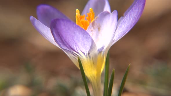 Natural Purple Crocus Flower