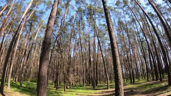 Walking Through the Forest with Pine Trees During the Day POV Slow Motion