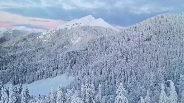 Flying over a winter forest after fresh snow