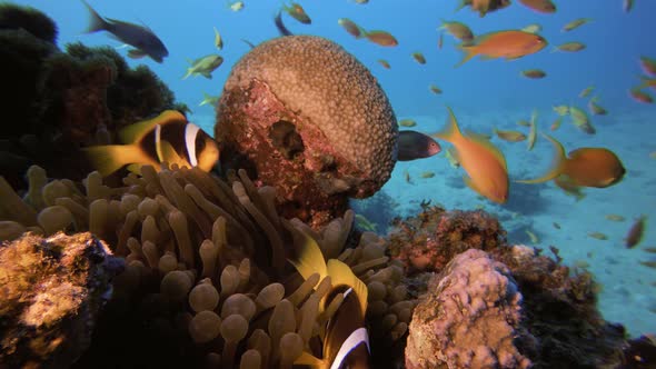 Tropical Colorful Clownfish