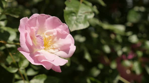 Shallow DOF colorful Rosa plant petals and sepals  4K 2160p 30fps UltraHD footage - Decorative climb alt