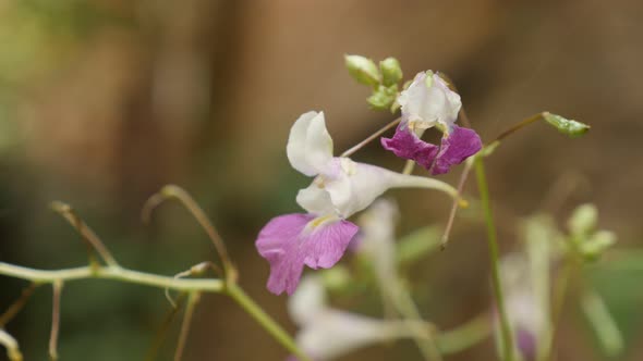 Kashmir balsam Impatiens balfourii flower  in the garden 4K footage
