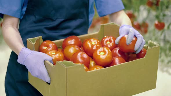 Fresh Ripe Tomatoes in Greenhouse. Close Up of Ripe Tomatoes in the Box Held By the Greenhouse