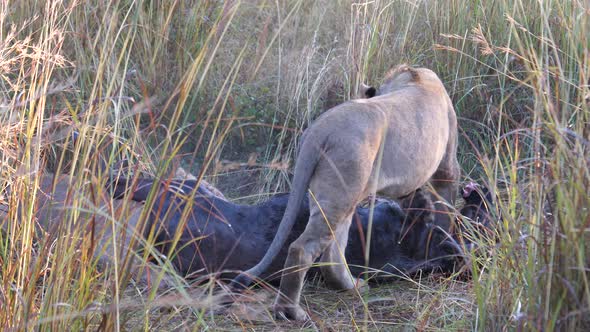 Lion cubs eating from a wildebeest 