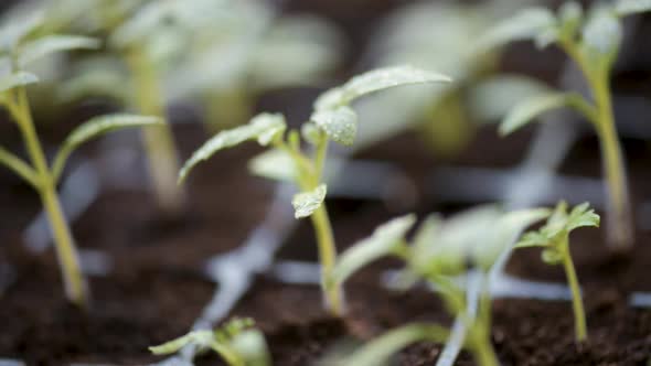 Growing Tomatoes Seedlings