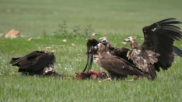 Wild Vulture Herd Eating a Dead Animal Carcass