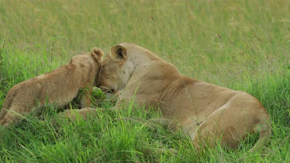 Lioness with its cub