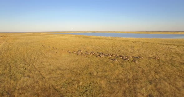 Aerial drone view of a herd of wildebeest wild animals in a safari in Africa plains.