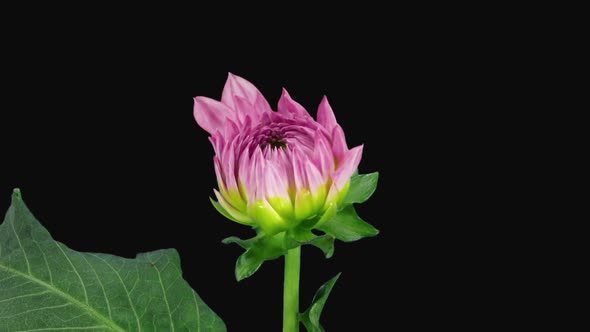 Time-lapse of blooming pink dahlia