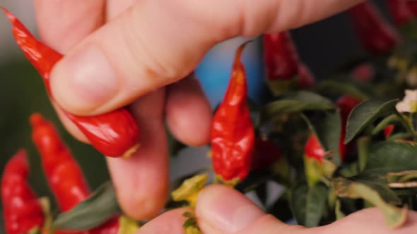 Man Chef Close Up Collect Red Hot Chilli Pepper To Mexican Food, Macro Grow Red Peppers at Home