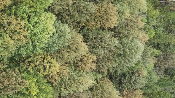 Vertical Video Aerial View of Trees in the Forest