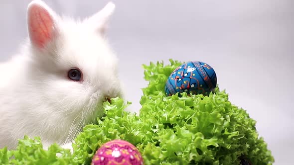 Colorful Easter eggs. Easter white rabbit on a white background