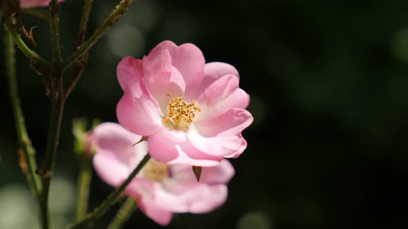 Shallow DOF Rosa spring decorative flower 3840X2160 UltraHD footage - Close-up of pink mini rose hyb