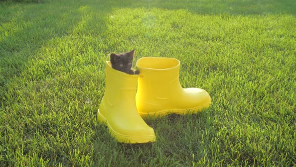 Cute Kitten in a Yellow Boot on the Lawn