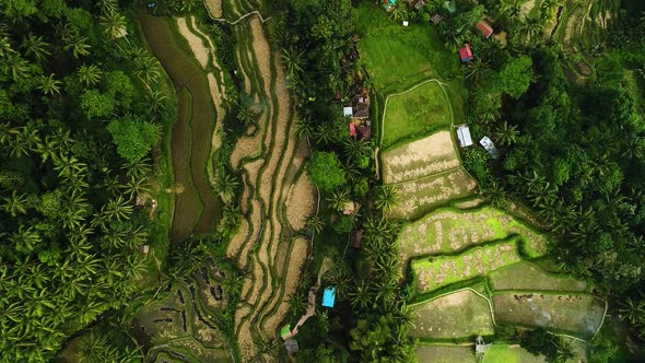 Rice Paddy Fields near Ubud in Bali, Indonesia