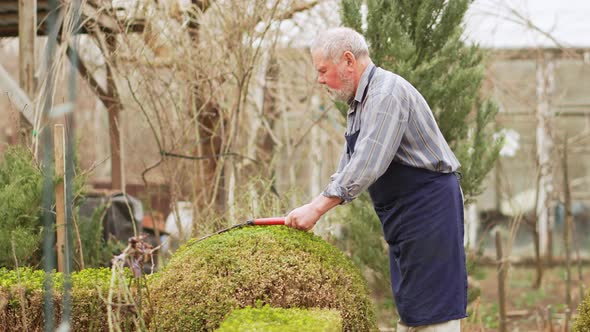 Elderly Man Cuts Bushes in the Garden with Large Pruner