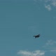 Supersonic Fighter Jet - VideoHive Item for Sale