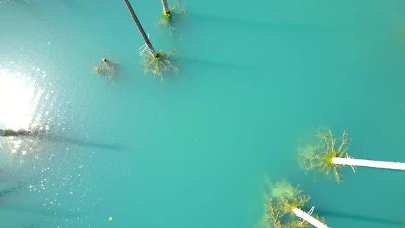 Coniferous Trees Rise From Depths of Mountain Lake