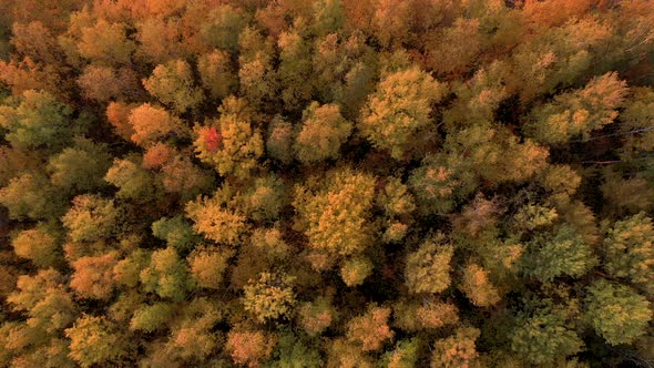 Flying Over Crowns Of Trees In Forest Golden Red Yellow Color On Autumn Evening