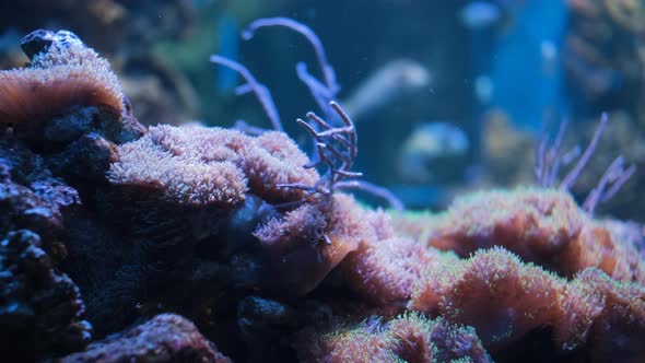Coral Reef Sea Inhabitants in an Aquarium