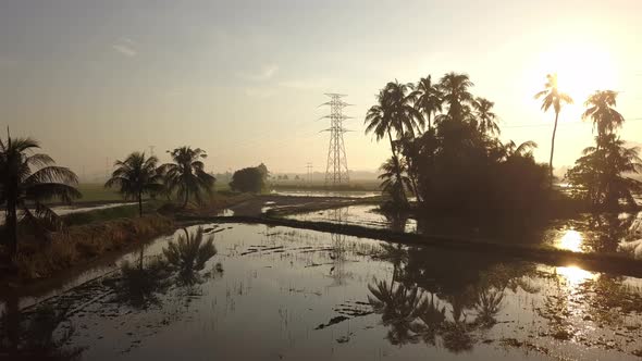 Move in the rice farm in sunlight morning.