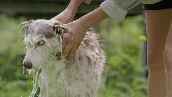 DOG BATHING - Husky and collie mix licks face while scrubbed, slow motion front