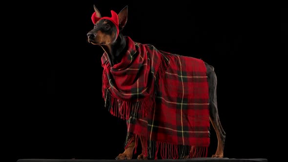 A Doberman Pinscher in a Red Plaid Blanket and Devil Horns Stands in Full Growth