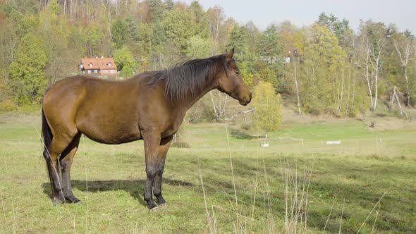 A Dark Brown Horse Stands Still in Nature. A Cottage Surrounded By Hills in the Background.