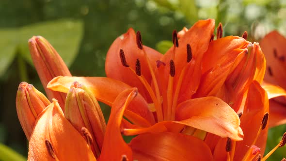 Orange Lilium bulbiferum flower close-up 4K 2160p 30fps UltraHD footage - Details of herbaceous tige