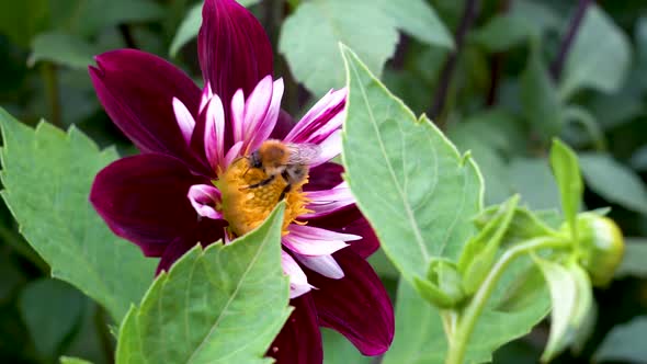 A bee on a blooming dahlia flower.