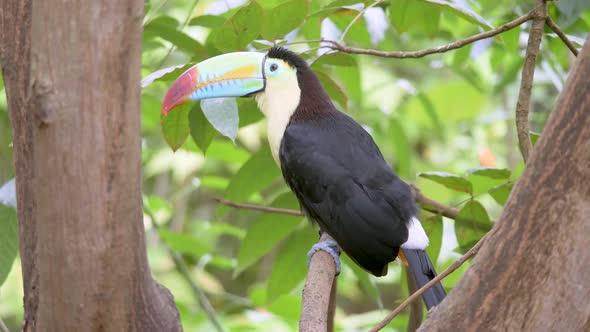 Keel-billed Toucan, Ramphastos sulfuratus, perchedon the branch in the forest. Bird with big bill. W