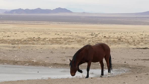 Wild horse kicking frozen pond to free up water below to drink