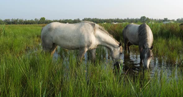 White Camargue horses, occitanie, France