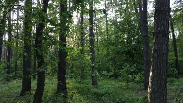 Summer Forest with Pine Trees Slow Motion