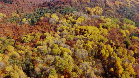 Autumn in the mountain forest. Autumn colors in forest aerial view.