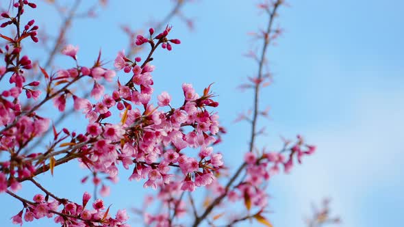 Spring Blossom