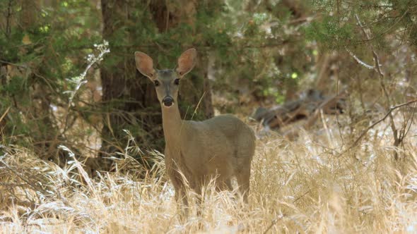 White-tailed Deer in a Forest Zoom In