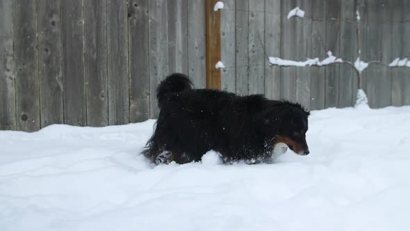 Australian Shepherd sniffing around in falling snow