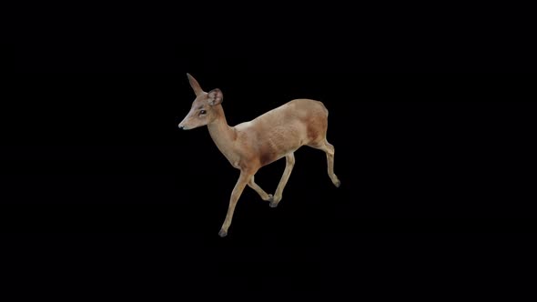 Brown Doe Fast Walk View From Top Angle Front alt